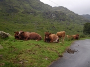 cows on path