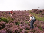 up through the heather