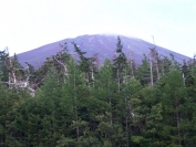 fuji in the trees