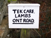 lambs beware