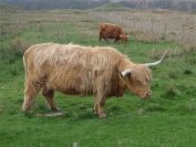 lots of Highland coos